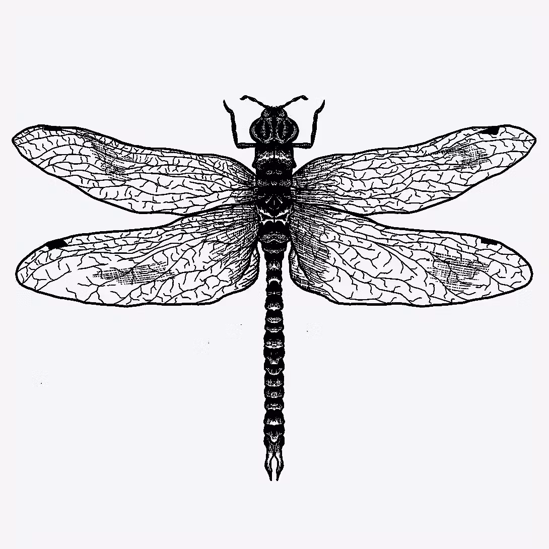 5 SETqEhIlzoQryjFLee2kDyn4beVQy8 LrVYcasL9FdTWaI1nzaLAvUasDliQS tattoo design